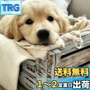 Reofrey DIY ダイヤモンドアートペインティングキット 大人用 犬用 ダイヤモンドアート 動物 フルドリル ラウンド ラインストーン クロスステッチ 刺繍 キャンバス クラフト装飾用 (40x40cm/16x16インチ)