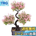 OUNONA 盆栽 フェイクグリーン 造花 人工観葉植物 インテリア 飾り オフィス デスク 世話いらず 水やり不要 おしゃれ ピンク色 プラスチック 観葉樹 ...