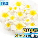 Yesallwas ヘア クリップ ピン プルメリア 造花 7cm 20個セット 花のみ 白 ヘア クリップ ピン プルメリア 髪飾り お花 DIY手作業 結婚...