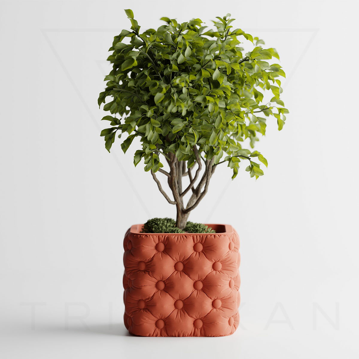 サボテン・多肉