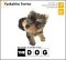 【中古】(未使用品) THE DOG ~YorkshireTerrier