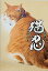 【中古】 【映画パンフレット】 猫忍 NEKONIN 監督 渡辺武 キャスト 大野拓朗 佐藤江梨子 藤本泉 渋川清彦 鈴木福 ふせえり 永澤俊矢 柄 3,290円
