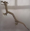 【中古】 ウルトラ怪獣シリーズ ソフビ 1993 ナース ゴールド(3)
