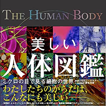 【中古】 美しい人体図鑑 (一般書)