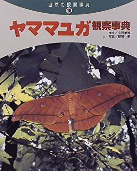 秋のヤママユ標本セット(ボール紙箱ごと)多数（約20匹） 【公式通販】