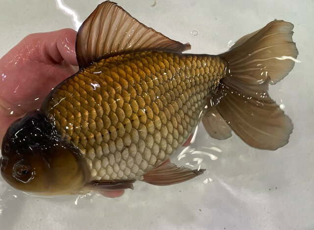 楽天市場】トロピカルフィッシュ佐野(熱帯魚・アクアリウム|ペット・ペットグッズ)の通販 楽天市場】トロピカルフィッシュ佐野(熱帯魚・アクアリウム|ペット・ペットグッズ)の通販