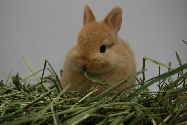 【日付指定不可】うさぎ専門店のチモシー1番刈り【the First TIMOTHY 500g】 2