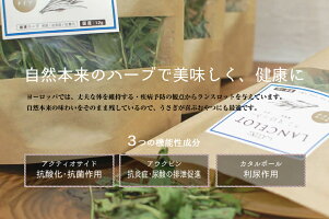 ウーリーのおやつ畑「ランスロット」