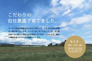 ウーリーのおやつ畑「ランスロット」