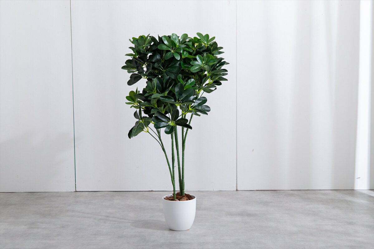 楽天市場】カポック 観葉植物(インテリア・寝具・収納)の通販 楽天市場】カポック 観葉植物(インテリア・寝具・収納)の通販