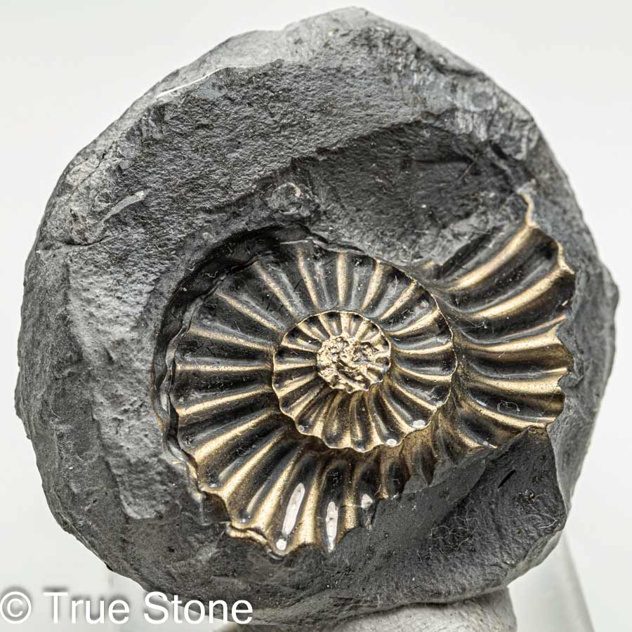 希少 パイライトアンモナイト プレウロセラス 31g パイライト アンモナイト 化石 ネガ