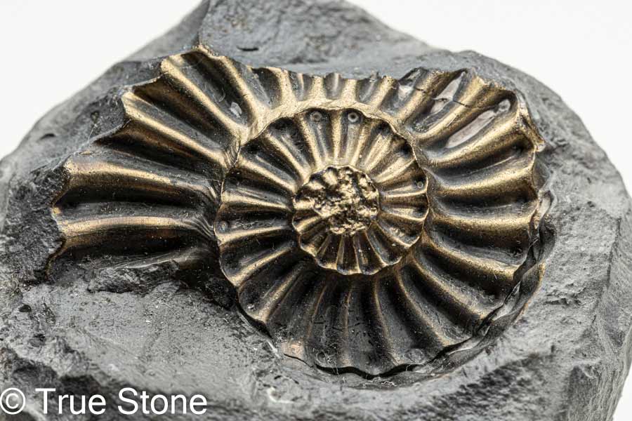 希少 パイライトアンモナイト プレウロセラス 31g パイライト アンモナイト 化石 ネガ