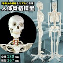 人体模型 骨格模型 骨 等身大 展示スタンド付き 骨格標本 骨格モデル 全身骨格模型