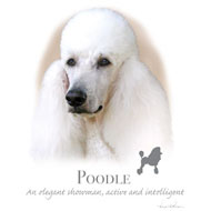 プードル(NEW) 傘 65cm 直径110cm レディース メンズ 男女兼用 雨傘 かわいい おしゃれ 梅雨 レイングッズ UVカット 風に強い 耐風 犬柄 ...