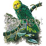 鳥 ボウシインコ とり トリ tシャツ 半袖 カットソー 丸首型 クルーネック 綿100% トップス レディース メンズ シンプル かわいい おしゃれ イベント...