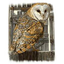 鳥 フクロウ 梟 OWL メンフクロウ (01−D) 猛禽類 トートバッグ エコバッグ マイバッグ【Lサイズ/大】かわいい おしゃれ レディース メ...