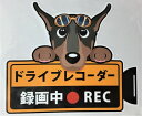 犬 ドーベルマン ドライブレコーダー録画中・犬種別外張りステッカー（ドーベルマン1）ドラレコ ステッカー ドッグ イヌ いぬ 車 オーナーグッズ あおり運転 迷惑防止 ドーベル【メール送料無料】