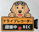 ドライブレコーダー録画中 犬種 外張りステッカー ゴールデン...