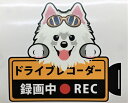 犬 サモエド ドライブレコーダー録画中 犬種別 外張りステッカー ドラレコ ステッカー ドッグ 犬プリント いぬ 車 ペット かわいい オーナーズグッズ 迷惑防止 雑貨 犬種別 プレゼント ギフト【メール送料無料】