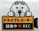 犬 グレートピレニーズ ドライブレコーダー録画中 犬種 外張りステッカー ドラレコ ステッカー ドッグ 犬プリント いぬ 車 ペット かわいい オーナーズグッズ 迷惑防止 雑貨 犬種別 プレゼント ギフト【メール送料無料】