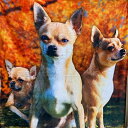 チワワ ブランケット ひざ掛け 犬 dog DOG 小型犬 フルプリント プリント 大判 暖かい かわいい ふわふわ ベッドカバー アウトドア ソファーカバー チワワグッズ 輸入 横幅127cm 長さ152cm ギフト