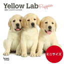 ★ 【送料無料】ラブラドールレトリバー イエロー パピー【ミニサイズ/壁掛け】 カレンダー 2024年 令和6年 動物 暦 レトリーバー イエローラブ 犬種カレンダー 犬 いぬ ドッグ dog 月めくり 輸入 かわいい 中綴じ ブラウントラウト プレゼント 誕生日 クリスマス