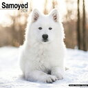 カレンダーサモエド【レギュラーサイズ/壁掛け】犬 2026年 令和8年 暦 輸入 イギリス 動物 ペットカレンダー 犬種別カレンダー ドッグ dog 月めくり ...