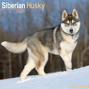カレンダー シベリアンハスキー 【レギュラーサイズ/壁掛け】犬 2026年 令和8年 暦 輸入 イギリス 動物 ペットカレンダー 犬種別カレンダー ドッグ do...