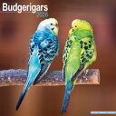 ★カレンダー セキセイインコ パラキート バジュリガー【レギュラーサイズ/壁掛け】 2026年 令和8年 暦 輸入 イギリス 海外版 鳥類 鳥 トリ 動物 ペッ...