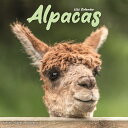 カレンダー アルパカ【レギュラーサイズ/壁掛け】 2026年 令和8年 暦 動物 ファームアニマル 家畜 ペットカレンダー 月めくり 輸入 かわいい 中綴じ エーボンサイド スクエア 輸入 イギリス 海外版 クリスマス 誕生日