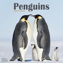 ★ カレンダー ペンギン 【レギュラーサイズ/壁掛け】 2026年 令和8年 暦 輸入 イギリス 海外版 鳥類 野生動物 動物 ペットカレンダー 鳥カレンダー 月めくり SDGs 輸入 かわいい 中綴じ エーボンサイド スクエアタイプ クリスマス プレゼント ギフト 母の日