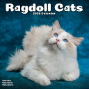 カレンダー ラグドールキャット 猫 キャット【レギュラーサイズ/壁掛け】 2026年 令和8年 暦 輸入 SDGs イギリス 海外版 子猫 仔猫 キトン 猫 ネコ ねこ cat 動物 ペットカレンダー 猫カレンダー 月めくり 輸入 SDGs かわいい 中綴じ エーボンサイド スクエア プレゼント