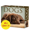 日めくりカレンダー 色々な犬 Dogs 【卓上/日めくり】BOX 2026年 令和8年 暦 パピー 動物 ペットカレンダー 犬種別カレンダー 犬 ドッグ dog SDG’s 輸入 かわいい ウィロークリーク 卓上カレンダー プレゼントクリスマス