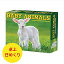 日めくりカレンダー カレンダー ベビーアニマル 動物の赤ちゃん 【卓上/日めくり】 BOX 2026年 令和8年 暦 動物 ペットカレンダー デスクカレンダー 野生動物 ファームアニマル 輸入 SDG’s かわいい ウィロークリーク 卓上カレンダー プレゼント 誕生日 クリスマス