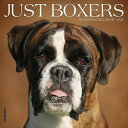 カレンダー ボクサー 【レギュラーサイズ/壁掛け】 2026年 令和8年 暦 Boxer 動物 ペットカレンダー 犬種カレンダー 犬 ドッグ dog DOG 月...