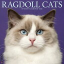 カレンダー ラグドールキャット 【レギュラーサイズ/壁掛け】 2026年 令和8年 暦 キャット キトン 仔猫 猫 ネコ ねこ cat 動物 ペットカレンダー ...
