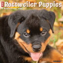 カレンダー ロットワイラー パピー【レギュラーサイズ/壁掛け】 2026年 令和8年 暦 動物 ペットカレンダー 犬種カレンダー 犬 ドッグ dog DOG 月...