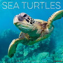 カレンダー ウミガメ シータートル 【レギュラーサイズ/壁掛け】 2026年 令和8年 暦 カメ アオウミガメ タイマイ 爬虫類 野生動物 海洋生物 WILD ...