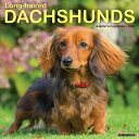 カレンダー ロングヘアー ダックスフンド 【レギュラーサイズ/壁掛け】 2026年 令和8年 暦 動物 成犬 パピー ペットカレンダー 犬種カレンダー 犬 ドッ...