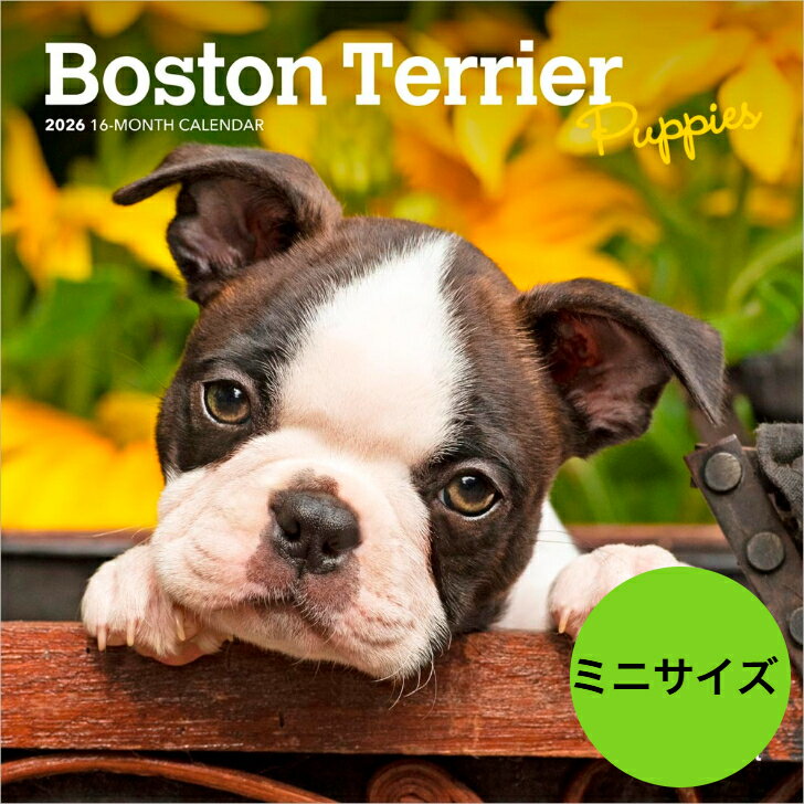 【送料無料】カレンダー ボストンテリア パピー【ミニサイズ/壁掛け】 ミニタイプ 2026年 令和8年 動物 暦 ペットカレンダー 犬種カレンダー 犬 いぬ ド...