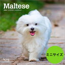 【送料無料】カレンダー マルチーズ 【ミニサイズ/壁掛け】 ミニ 2026年 令和8年 動物 暦 動物 パピー ペットカレンダー 犬種カレンダー 犬 いぬ ドッ...