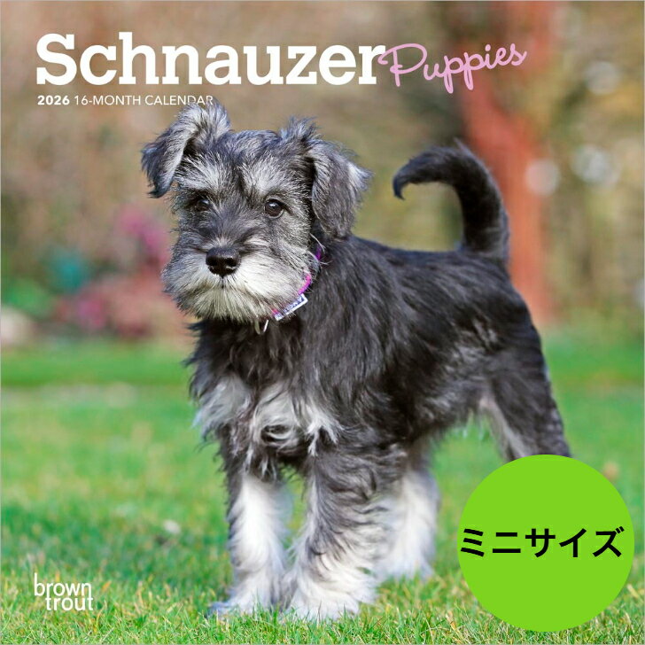 ★【送料無料】カレンダー シュナウザー パピー 【ミニサイズ/壁掛け】 2026年 令和8年 暦 動物 ペットカレンダー 犬種カレンダー 犬 いぬ ドッグ do...
