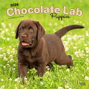 ★ カレンダー ラブラドールレトリバー チョコレート パピー【レギュラーサイズ/壁掛け】 チョコラブ レトリーバー 2026年 令和8年 暦 動物 ペットカレン...