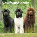 ★カレンダー ニューファンドランド 【レギュラーサイズ/壁掛け】 2026年 令和8年 暦 動物 ペットカレンダー 犬種カレンダー 犬 ドッグ dog 月めくり...