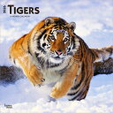 ★ カレンダー タイガー トラ 虎 【レギュラーサイズ/壁掛け】 2026年 令和8年 動物 暦 ペットカレンダー Tiger 動物カレンダー 野生動物 ワイル...