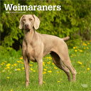 カレンダー ワイマラナー 【レギュラーサイズ/壁掛け】 2026年 令和8年 暦 動物 パピー ペットカレンダー 犬種別カレンダー 犬 ドッグ dog DOG ...