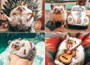 ジグソーパズル ハリネズミ パズル 1000ピース Herbee the Hedgehog【ウィロー】 WILLOW CREEK PRESS 輸入 動物 小動物 ペット アニマル ギフト 誕生日 プレゼント グッズ バレンタインデー 父の日(3)