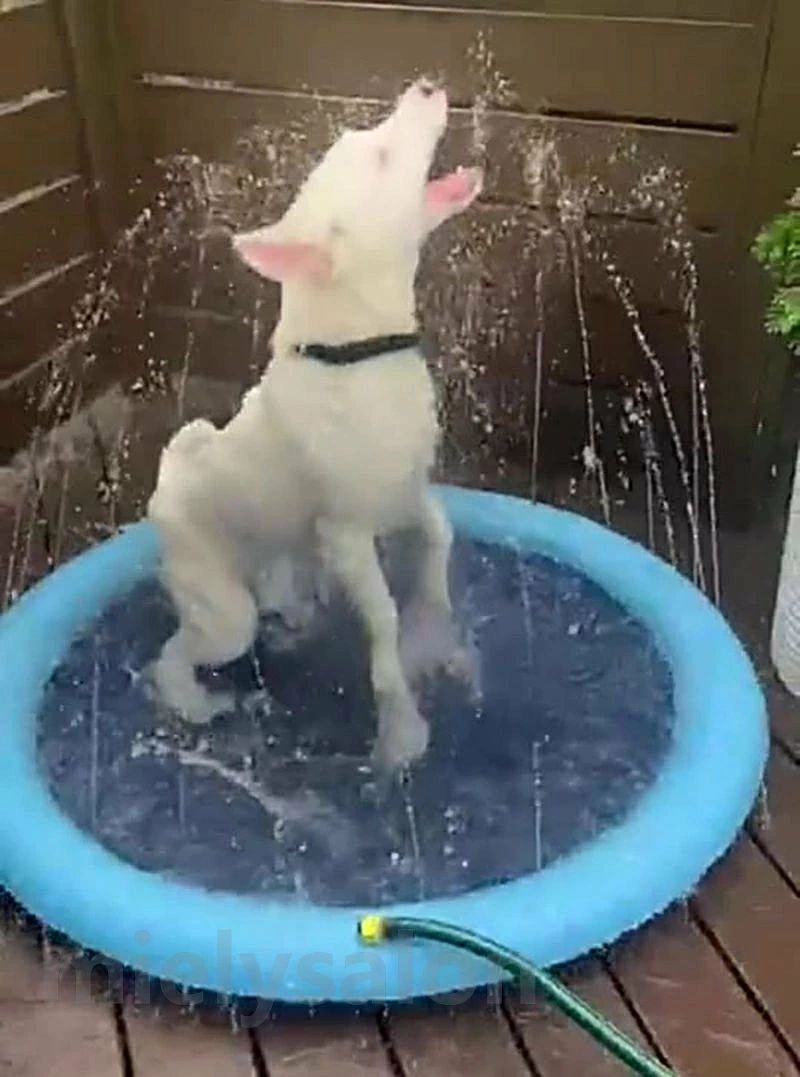 ワンちゃん用プール シャワー 犬用 イヌ 噴水 ペットグッズ 家庭用 送料無料 ドッ...
