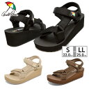 【ランキング受賞】 アーノルドパ