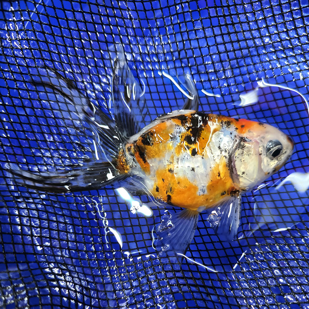 楽天市場】金魚琉金の通販